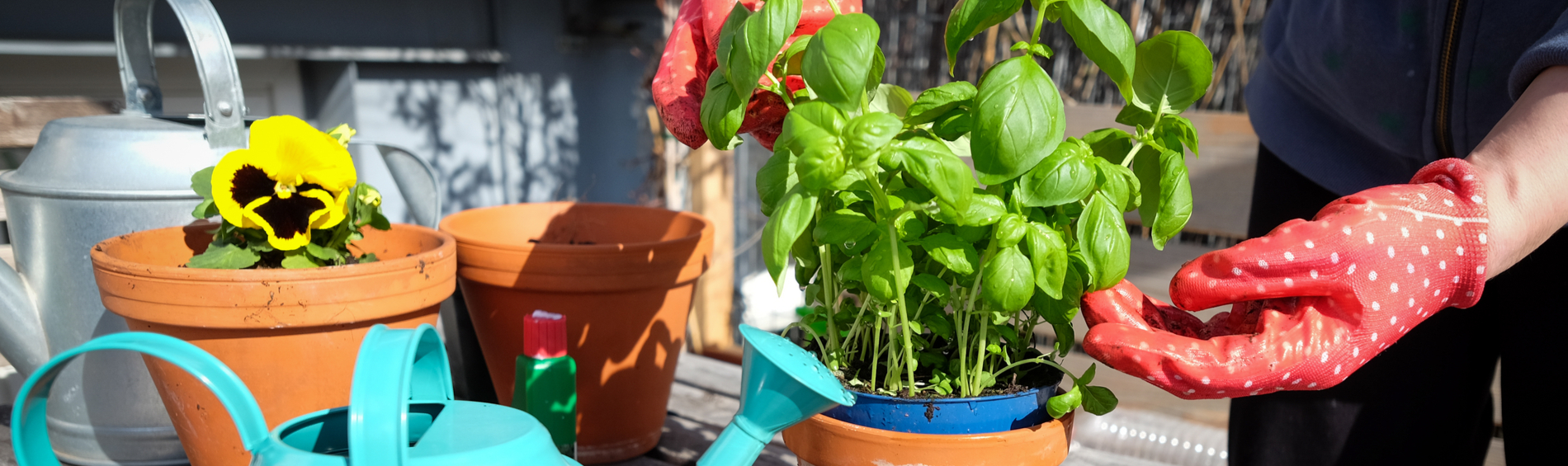 The Great Basil Grow-A-Thon