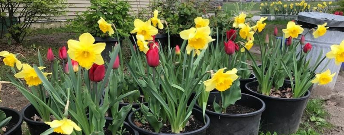Daffodils and Tulips