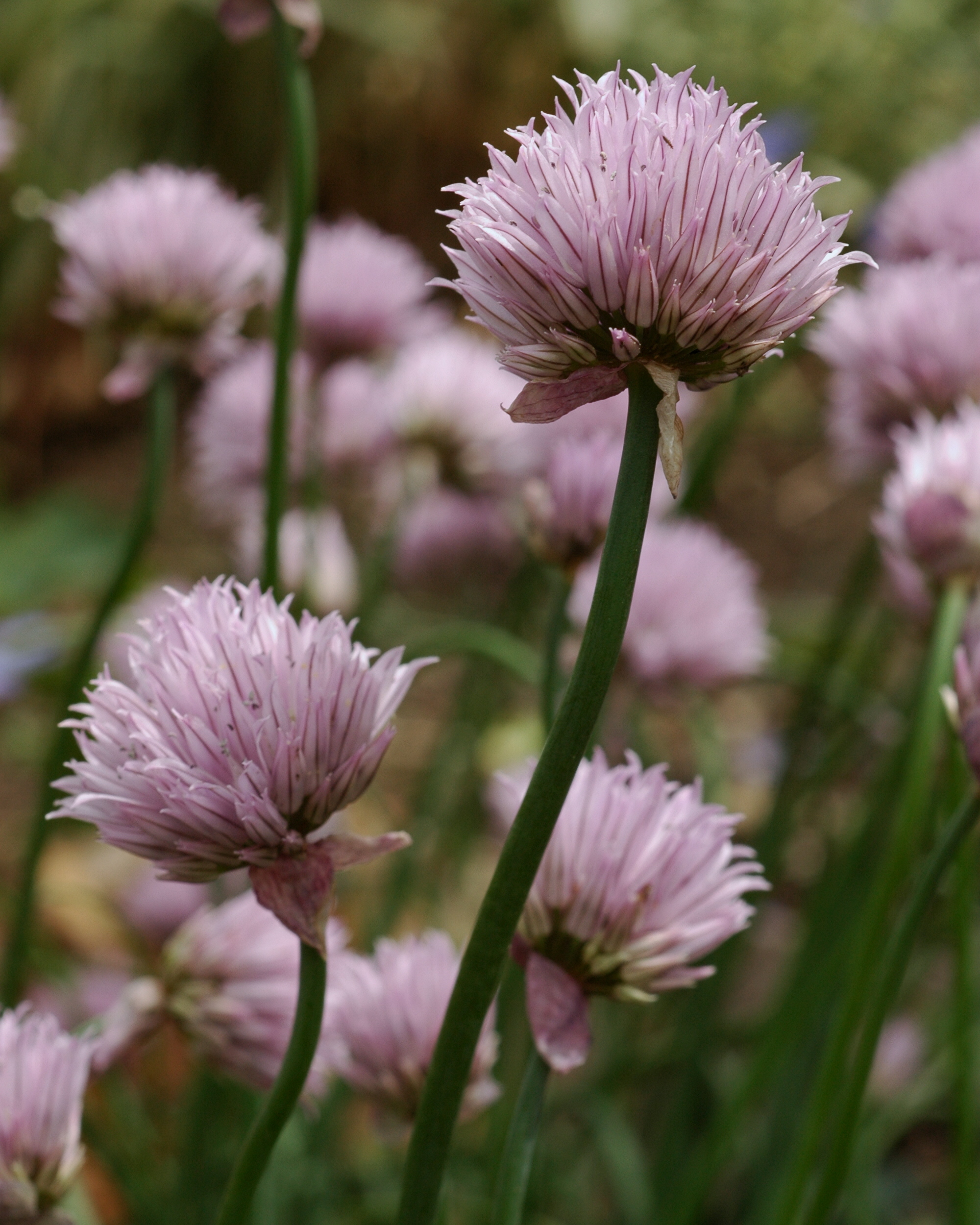 Allium.jpg