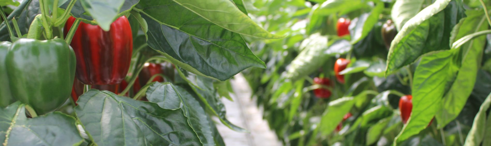 BC Greenhouse Veggie Days Public Tours