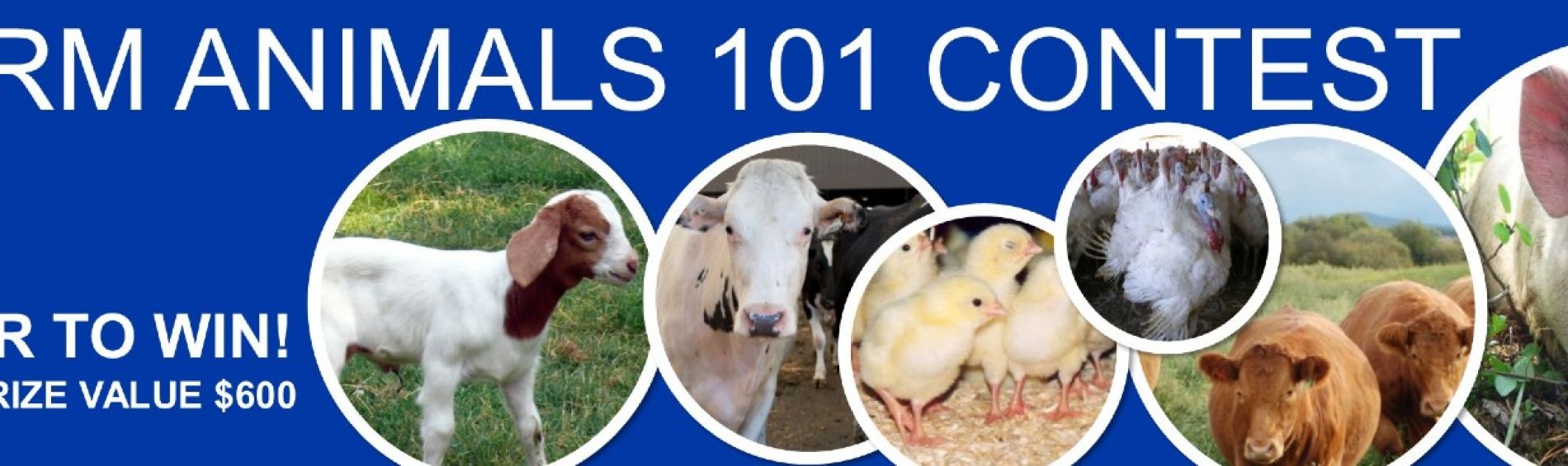 Farm Animals 101 Contest