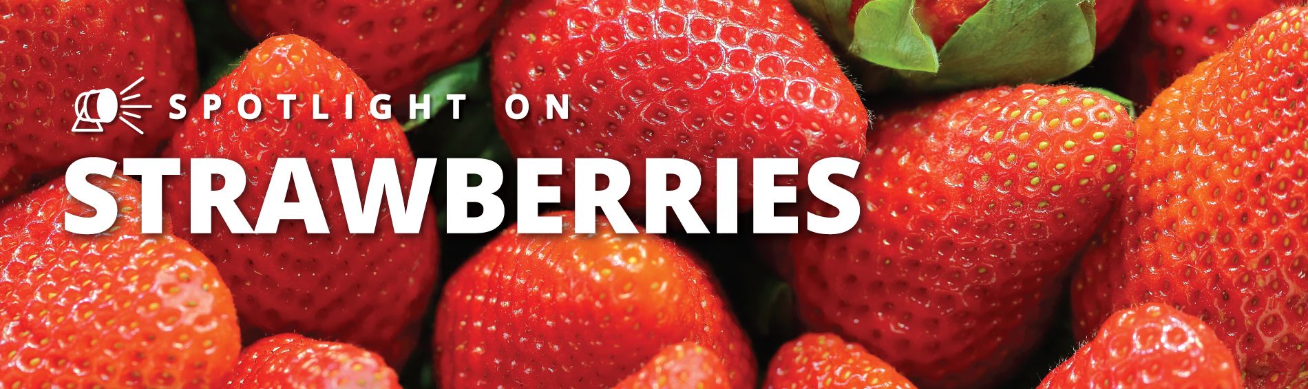 Spotlight Series on Strawberries