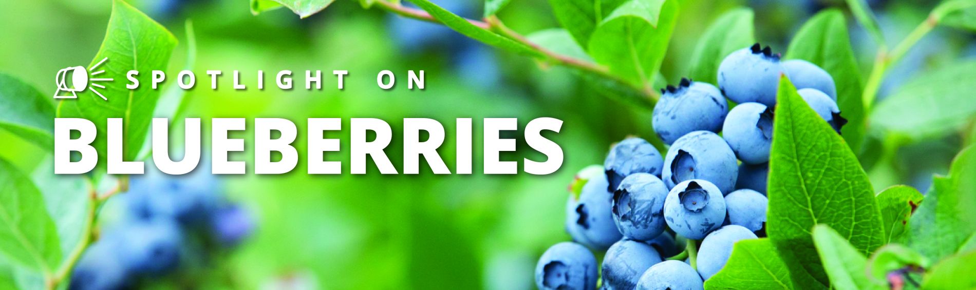 Spotlight Series on Blueberries