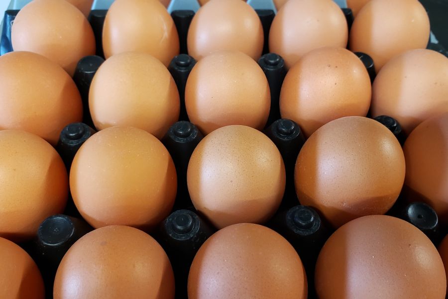 Spotlight on Eggs: BC Egg Farm Tour