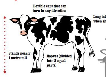 A Cow's Tale - Chapter 1 | BC Agriculture in the Classroom Foundation